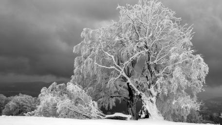 Winter’s Embrace in Monochrome Glory wallpaper