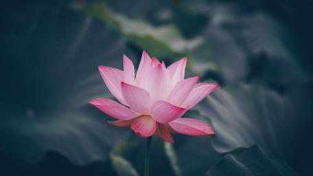Lotus and lotus leaf wallpaper