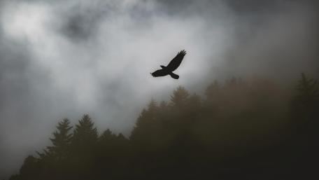 Foggy Forest Flight wallpaper