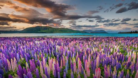 Lake Tekapo Lake Tekapo wallpaper