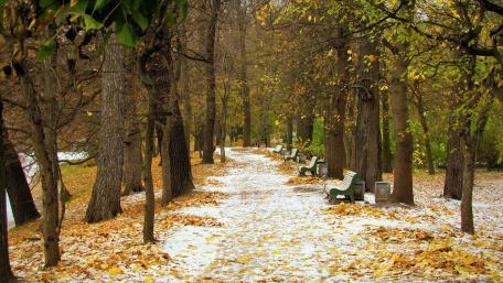 Autumn Forest Pathway wallpaper