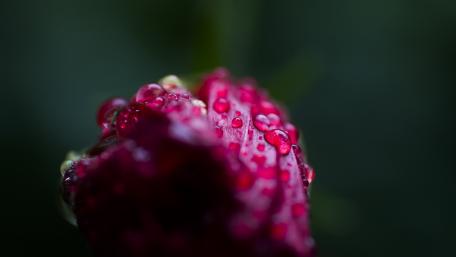 Rain Kissed wallpaper
