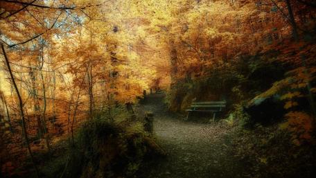 Serene Autumn Forest Pathway wallpaper