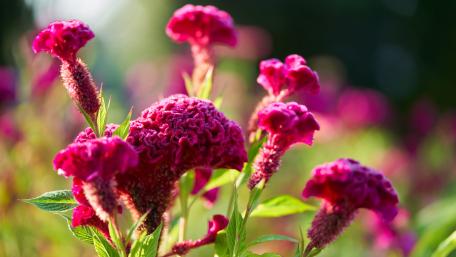 Vibrant Celosia Flowers in Full Bloom wallpaper