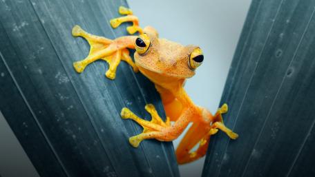 Yellow frog wallpaper
