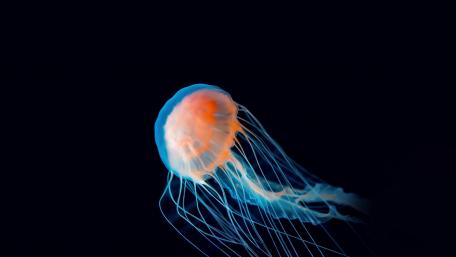 Vibrant Dance of the Bioluminescent Jellyfish wallpaper