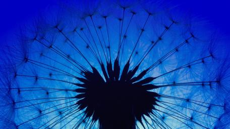 Dandelion Serenity in Blue Shades wallpaper