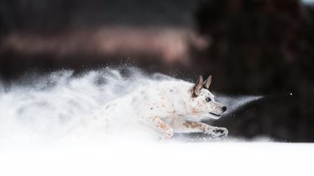 Running Dog in Snowy Splendor wallpaper
