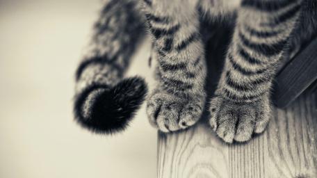 Gentle Paws in Monochrome Artistry wallpaper