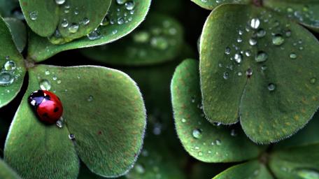 Nature's Tiny Marvels wallpaper