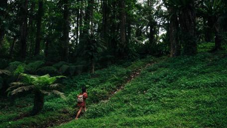As I walk into the forest wallpaper