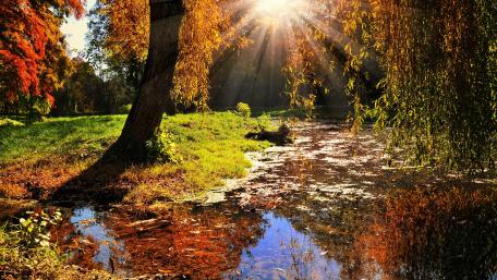 Golden Rays Through Autumn Trees and Reflections of Nature wallpaper