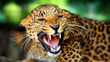 Majestic Jaguar Roaring in the Wild wallpaper