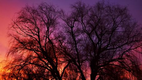 Sunset Silhouettes in Dreamy Afterglow wallpaper