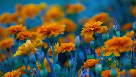 Vibrant Tagetes Blooms in Full Colorful Display wallpaper