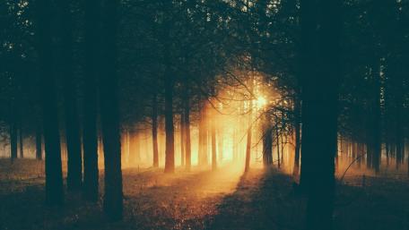 Sunlight in the dark forest wallpaper