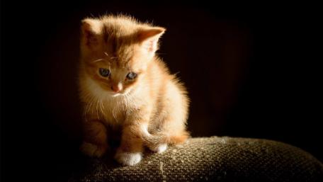 Adorable Ginger Kitten in Soft Light wallpaper