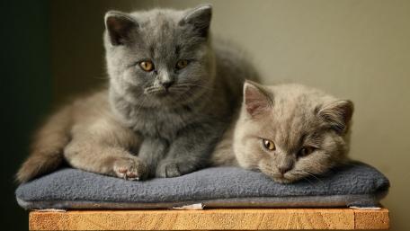 Cute Grey Kittens Relaxing Together in Comfort wallpaper