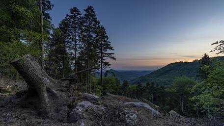 Serene Forest Landscape at Dusk wallpaper