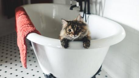 Curious Cat in a Bathtub wallpaper