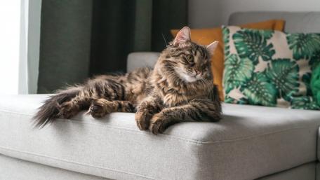 Cozy Cat Relaxing on a Couch wallpaper