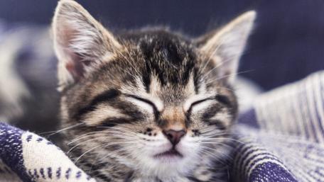 Cozy Dreaming Kitten Wallpaper wallpaper