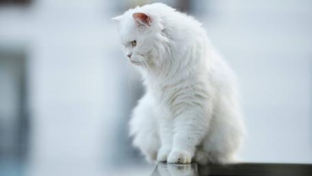 Elegant White Cat Posing Gracefully wallpaper