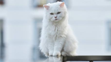 Fluffy White Cat on a Balcony wallpaper