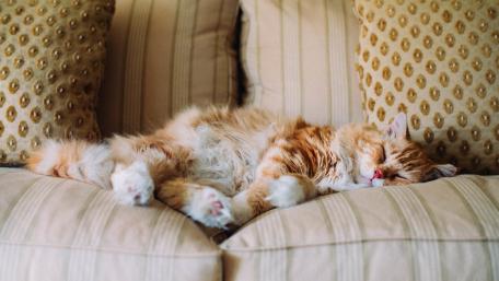 Cozy Cat Nap on Soft Cushions wallpaper