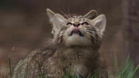 Curious Kitten Gazing at the Sky wallpaper