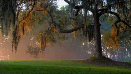 Serene Misty Forest Glade Scene wallpaper