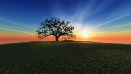 Serene Sunset Over a Lone Tree in Nature wallpaper