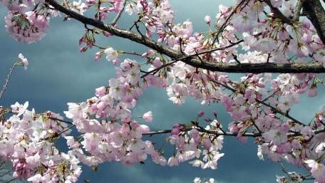 Blooming Spring Blossoms Against Dark Sky wallpaper