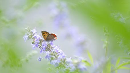 Colorful Butterfly Resting on Delicate Flowers wallpaper