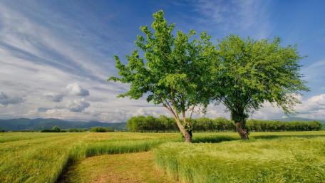 Vibrant Agricultural Landscape Under Open Skies wallpaper