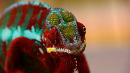 Colorful Chameleon Captured in Detail wallpaper
