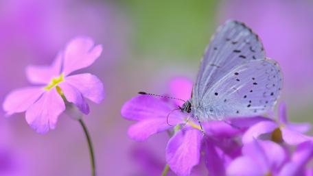 Delicate Butterfly on Vibrant Purple Flowers wallpaper