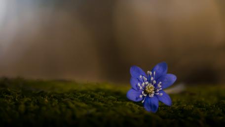 Vivid Blue Flower on Soft Moss Carpet wallpaper