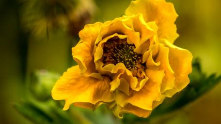 Vibrant Yellow Flower in Close-Up View wallpaper