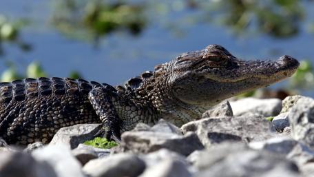 Majestic Alligator in Natural Habitat wallpaper