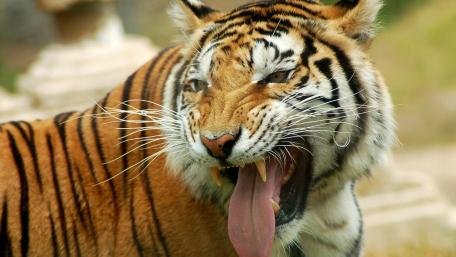Majestic Tiger Showcasing Its Strength and Beauty wallpaper