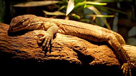 Lizard Relaxing on a Branch in a Terrarium wallpaper