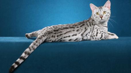 Elegant Egyptian Mau Cat on Blue Background wallpaper