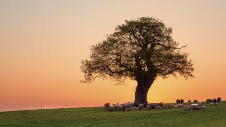 Sheeps under the tree wallpaper