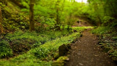 Serene Forest Pathway in Focus wallpaper