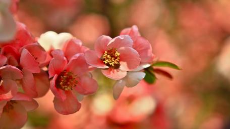 Delicate Blossoms in Soft Pink Shades wallpaper