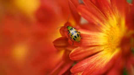 Vibrant Ladybug on Colorful Petals wallpaper