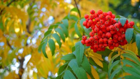 Vibrant Rowan Berries in Autumn Light wallpaper