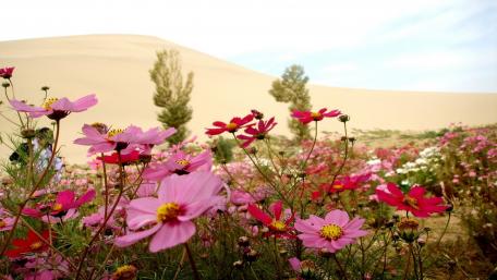 Cosmos flower field wallpaper
