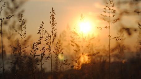 Golden Dusk Over Meadow Blissful Sunset Serenity in Nature wallpaper